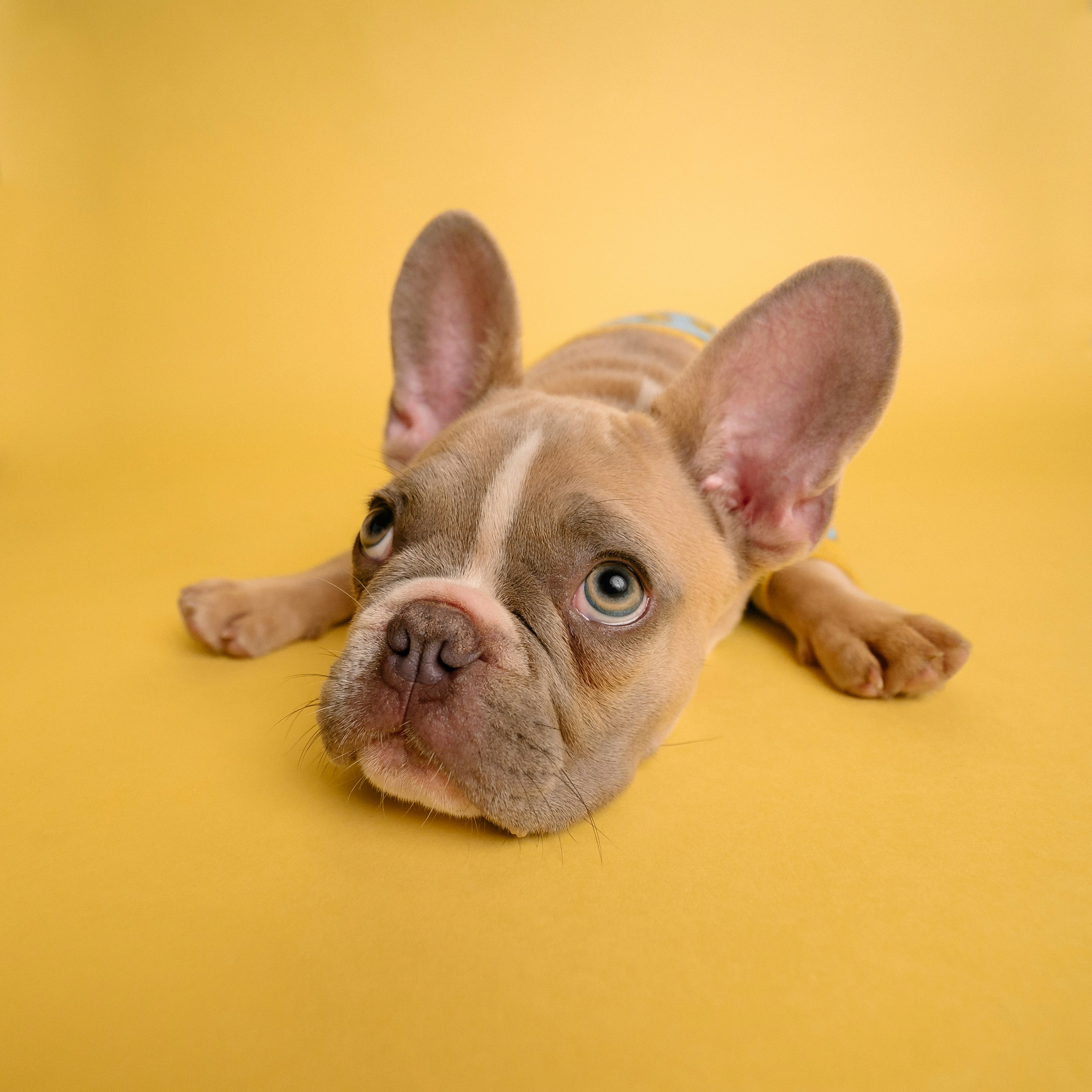 My-Pet.bio Icon